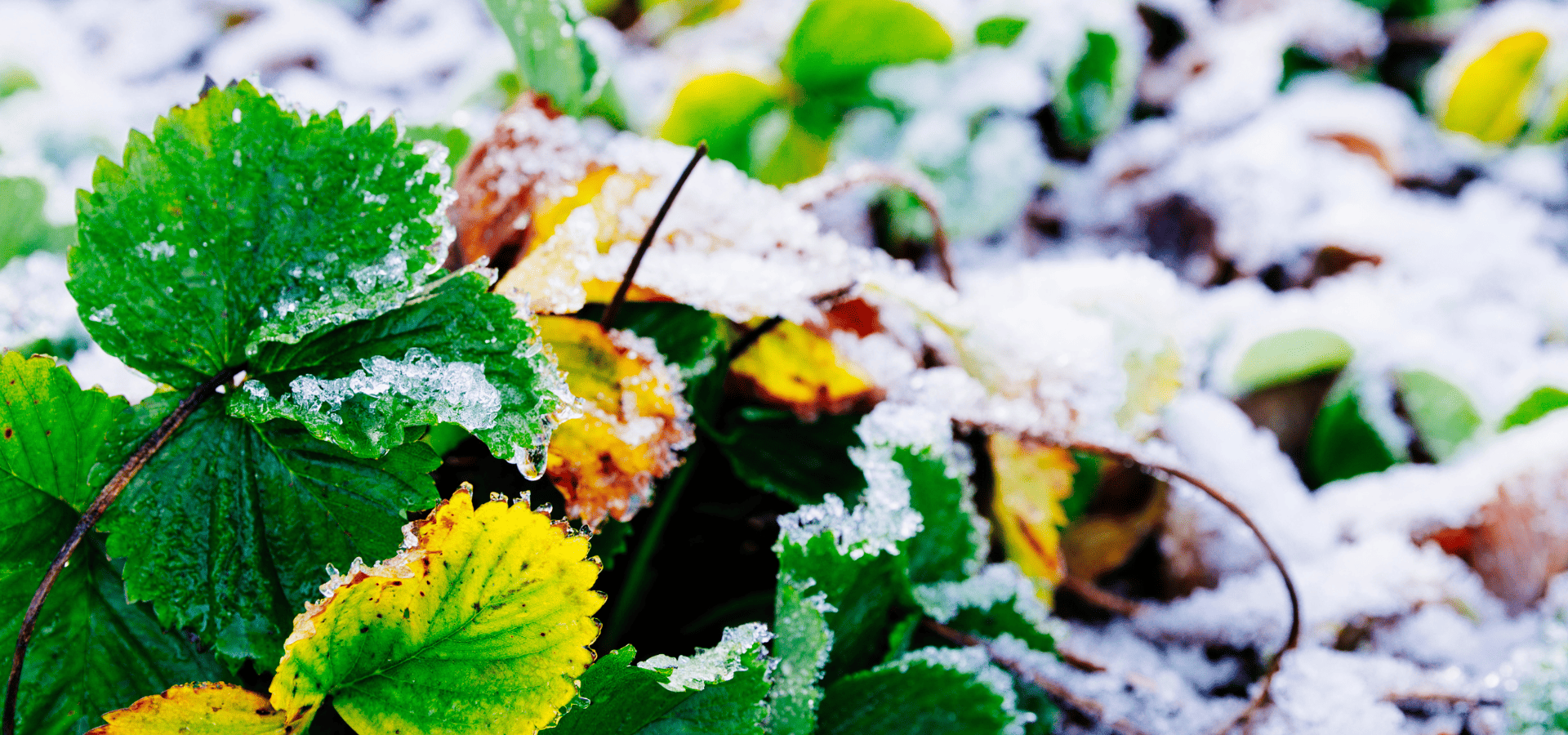 Evergeen shrubs in winter partially covered in snow