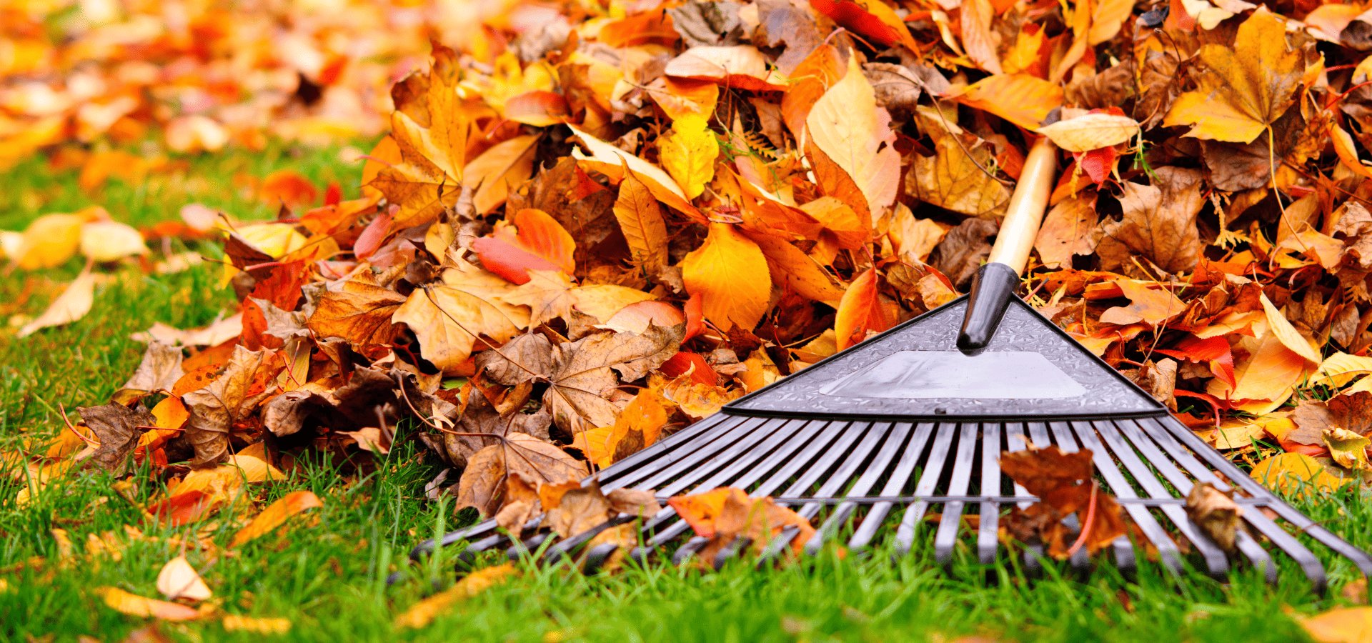 A leaf rake used by a landscaper from Louisville Landscape Pros for fall cleanup