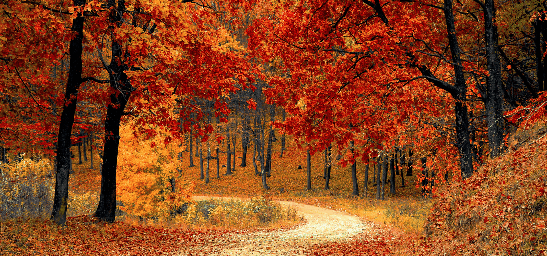 A majestic garden in fall full of red and golden yellow trees