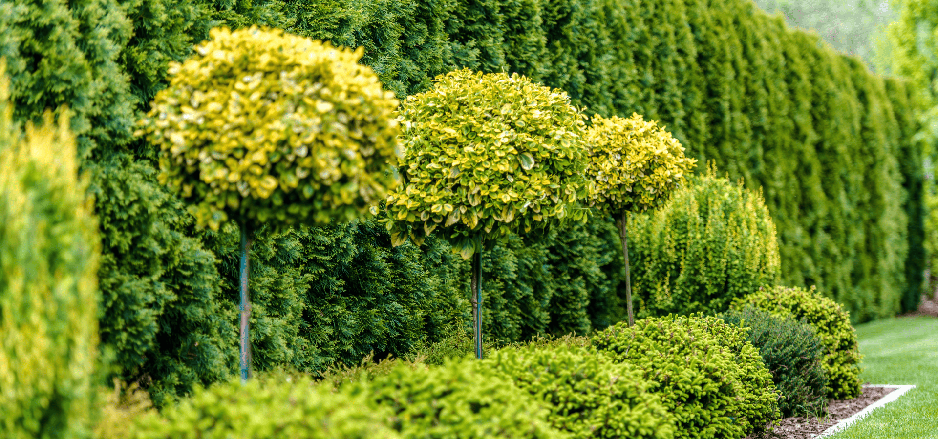 A row of tall trees forming a hedge in a backyard