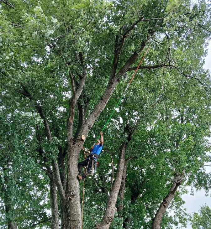 An arborist in a blue shirt and climbing gear works high in a large, leafy green tree, secured by ropes.