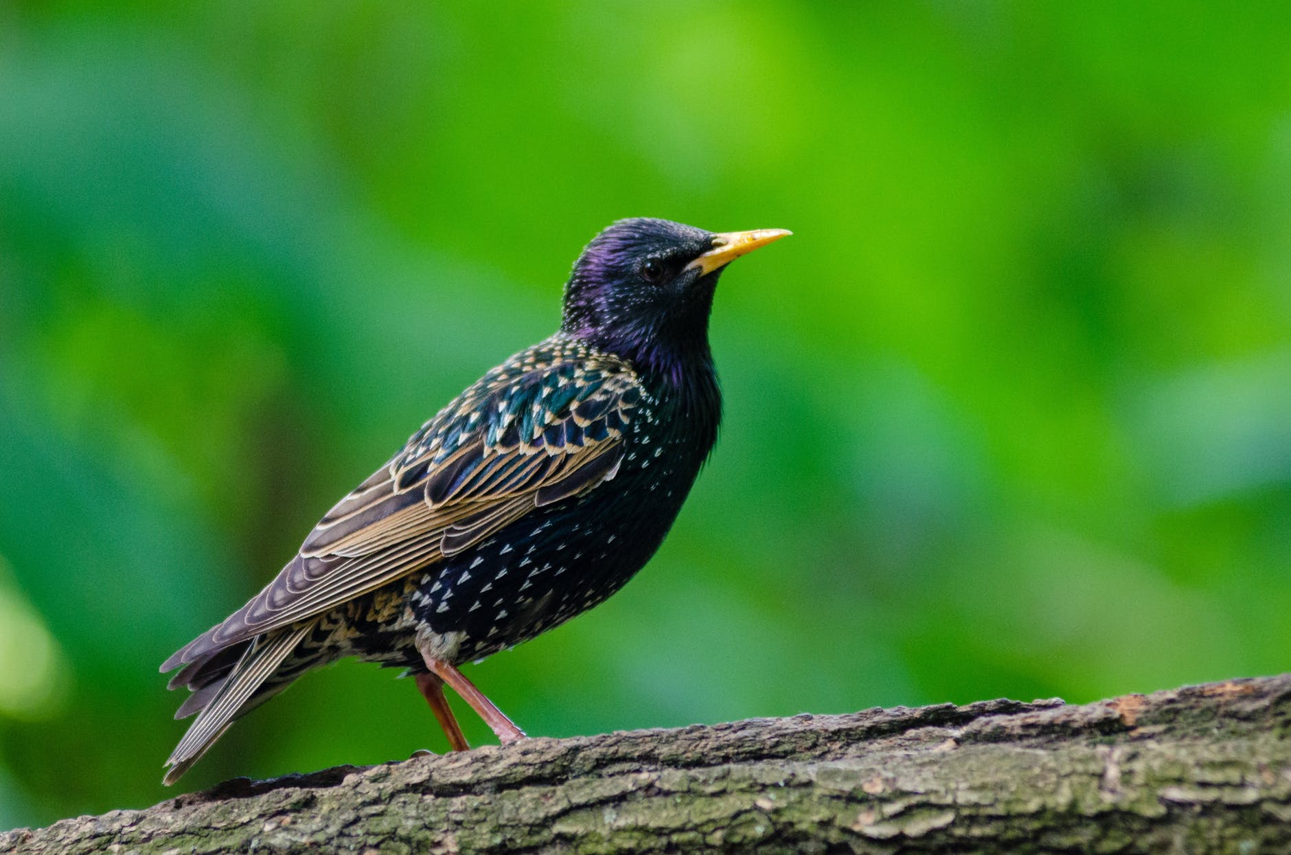 Bird In Green Background – West River, MD – River’s Edge Forest Play