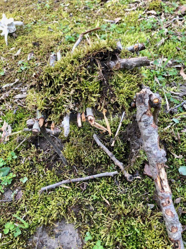 Pieces Of Wood Stick – West River, MD – River’s Edge Forest Play