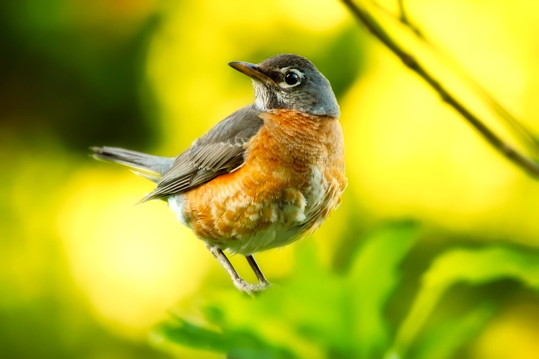 Bird In Yellow Background – West River, MD – River’s Edge Forest Play