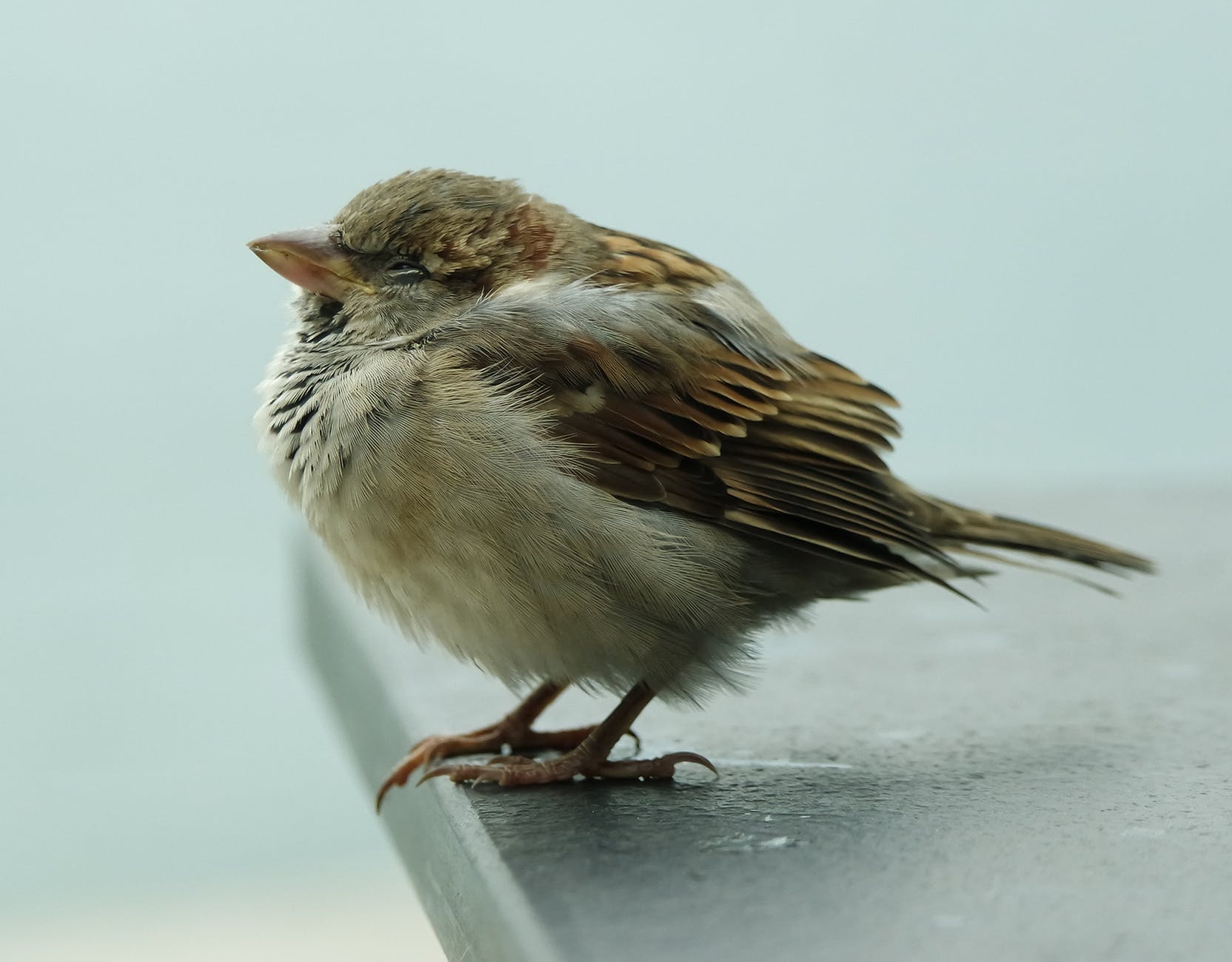 Chicks – West River, MD – River’s Edge Forest Play