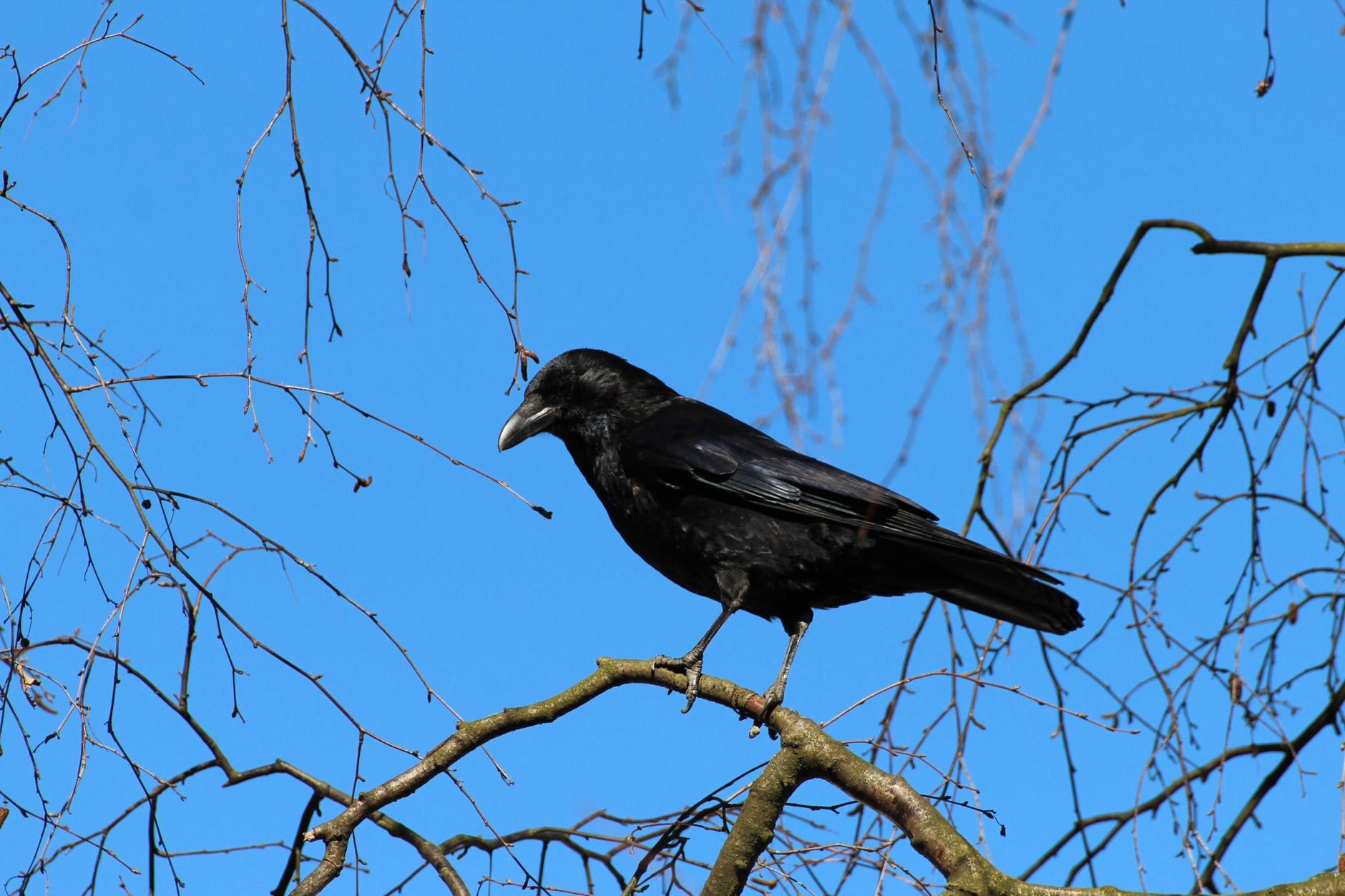 Bird In Blue Background – West River, MD – River’s Edge Forest Play