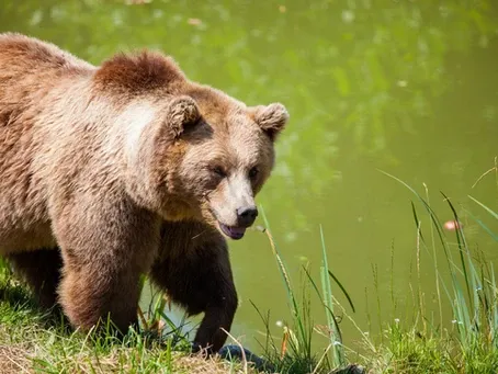 Bear – West River, MD – River’s Edge Forest Play