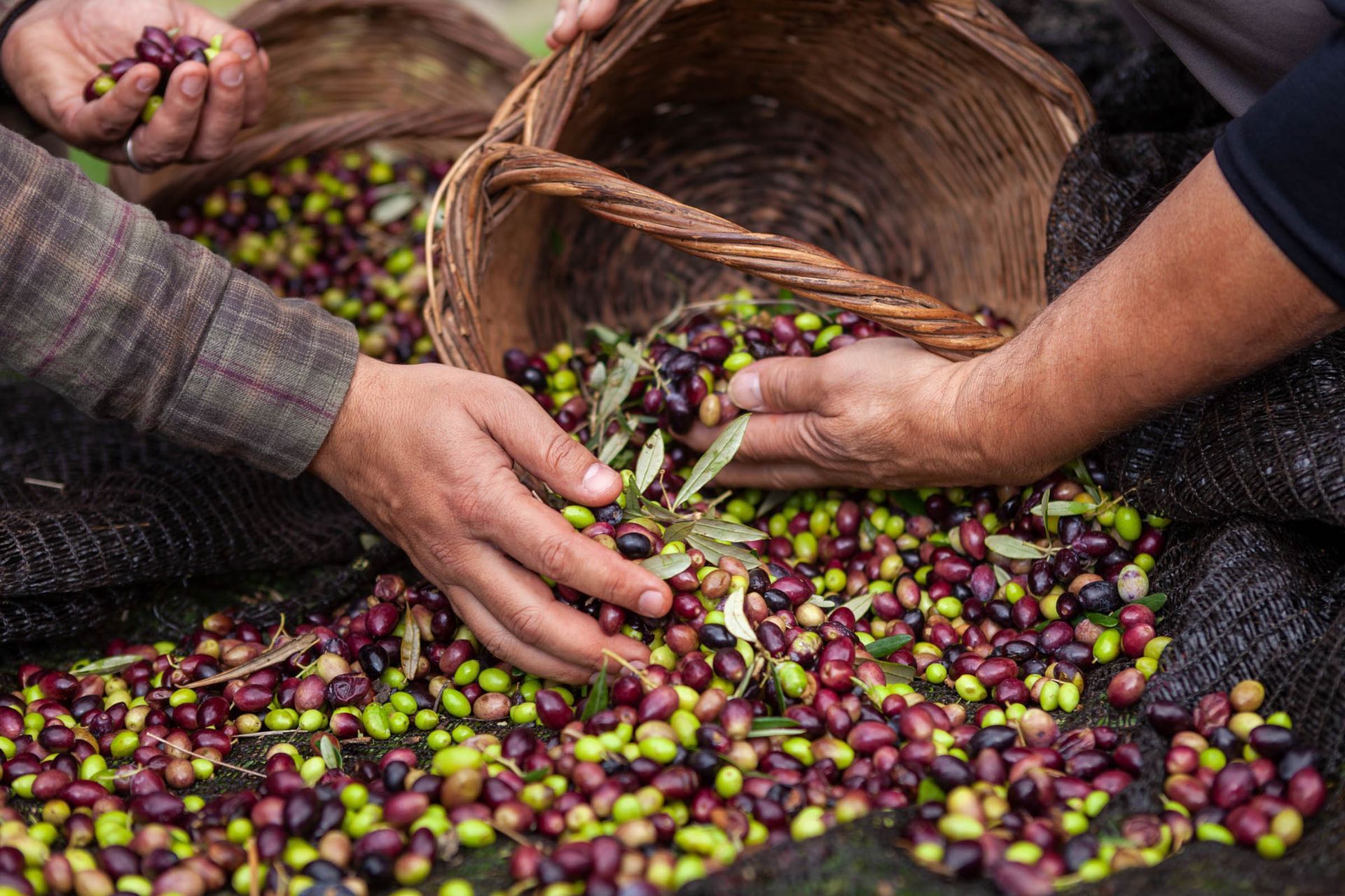 Hands sorting freshly harvested olives