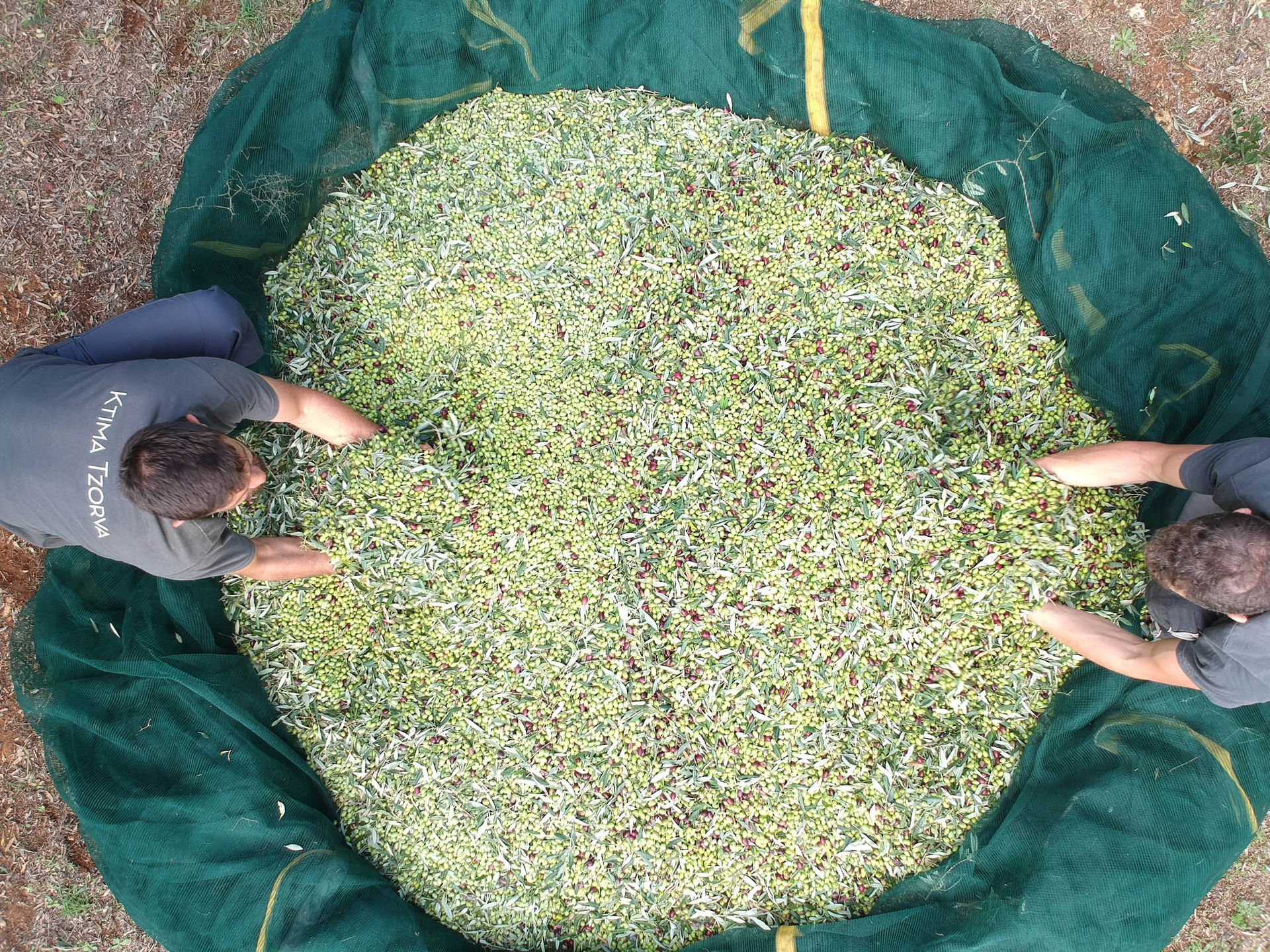 Overhead view of people gathering olives on a harvest net