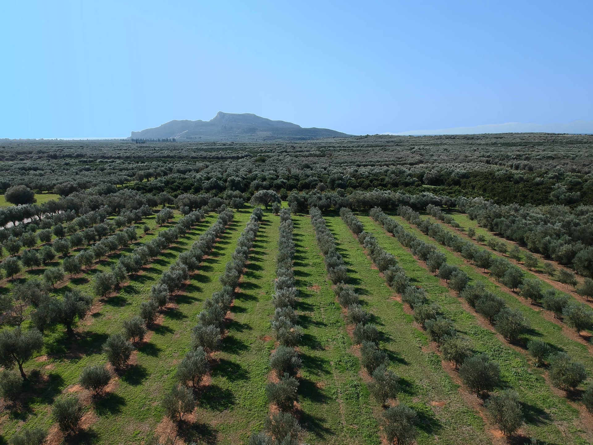Aerial view over vineyard rows in Greece