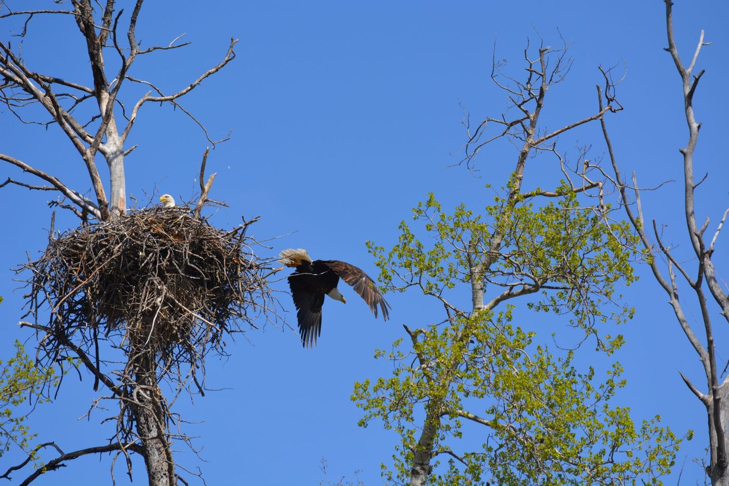 Nearby Eagles Nest