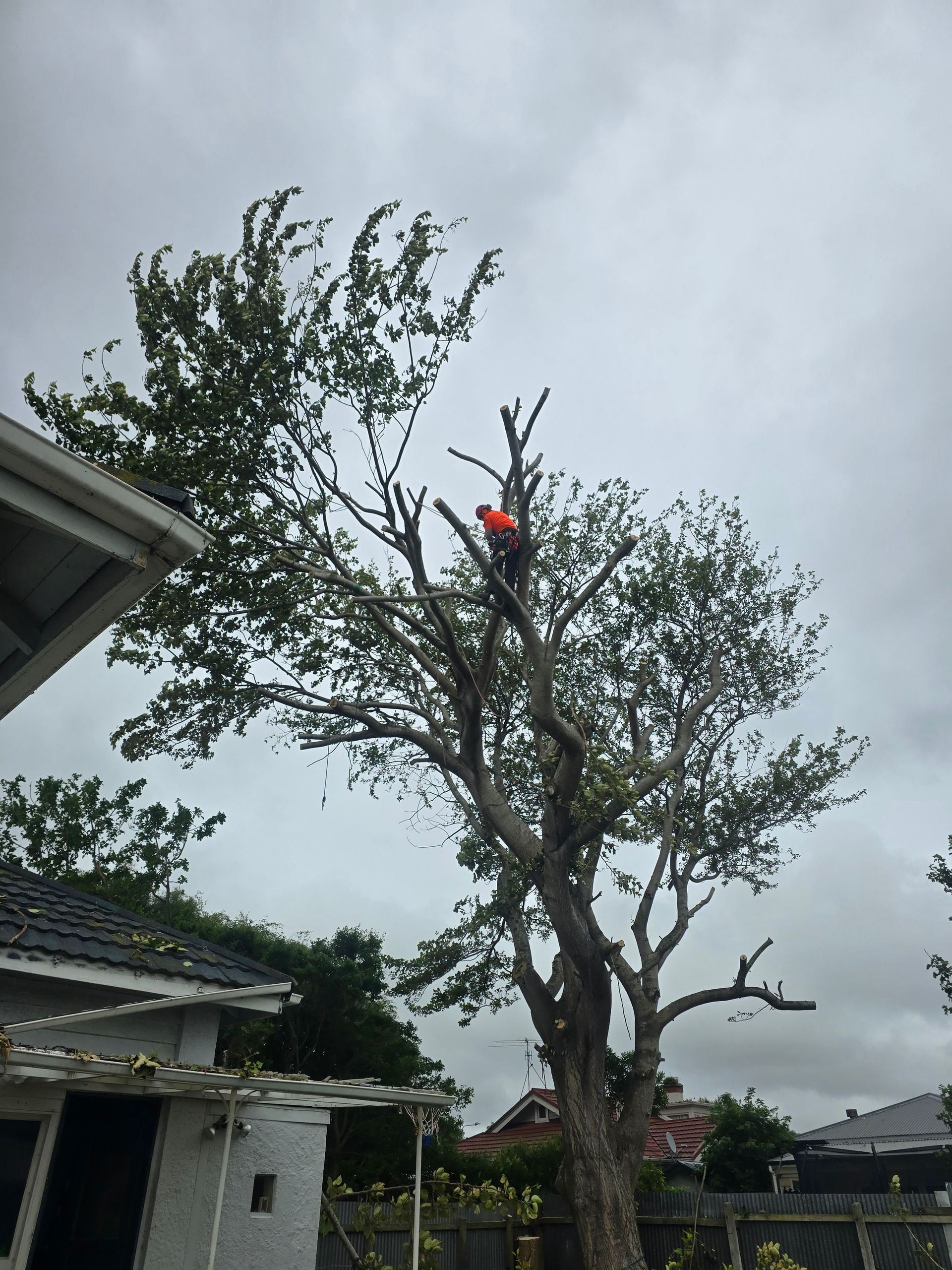 Person in a red shirt pruning a tall tree in a residential yard under a cloudy sky