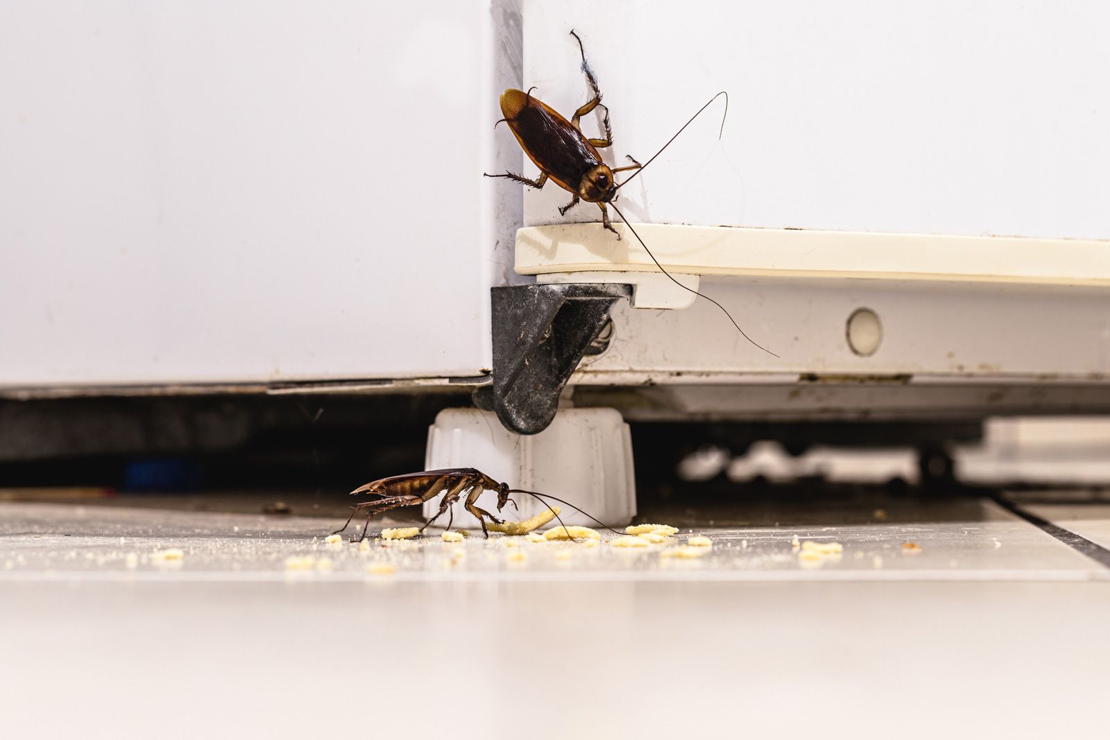 Cockroach Infestation — Bristol, CT — Nu Vision Pest Elimination