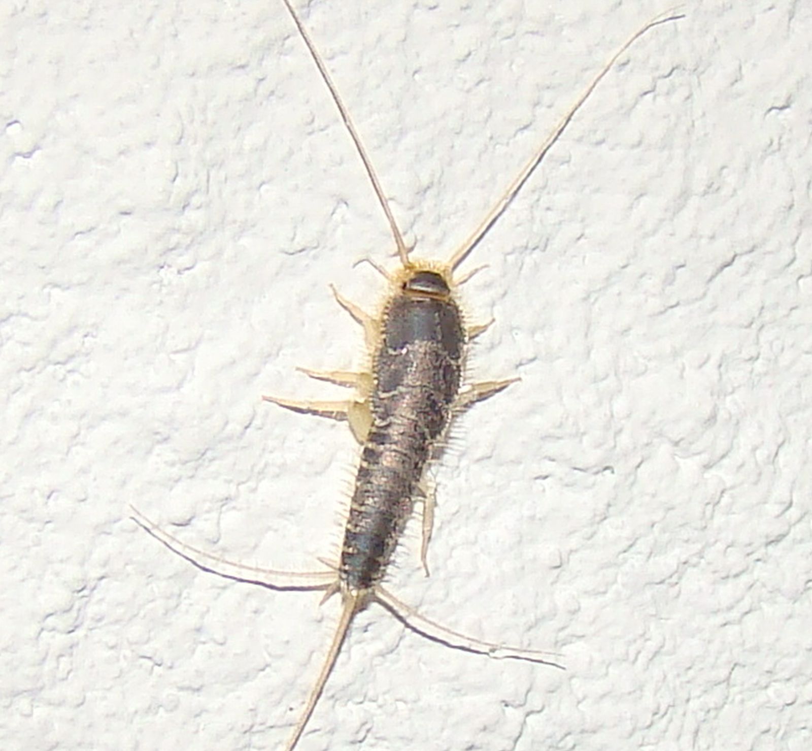 Silver Fish — Bristol, CT — Nu Vision Pest Elimination