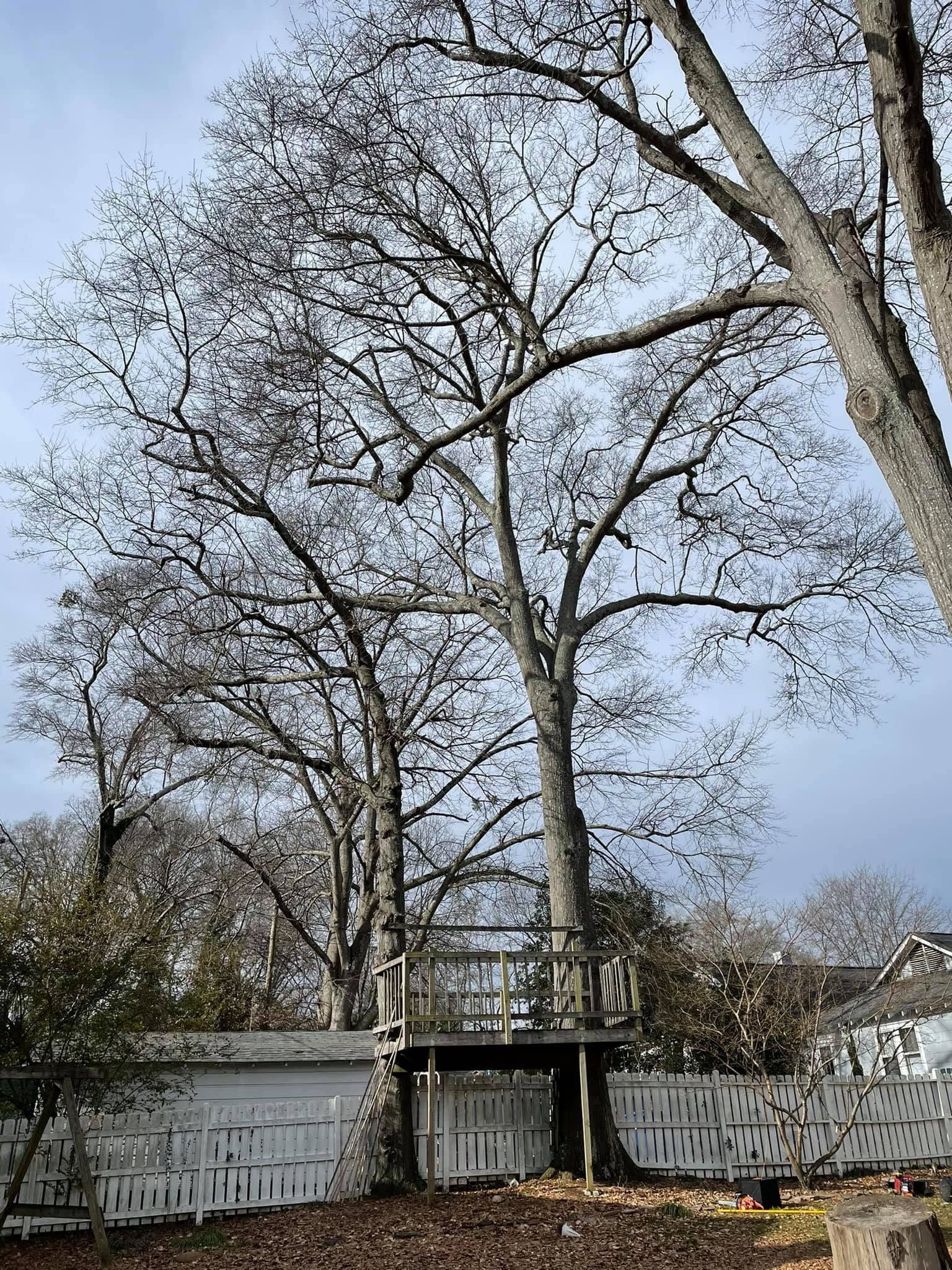 Tall leafless trees rise above a fenced yard and small gate under a cloudy sky.