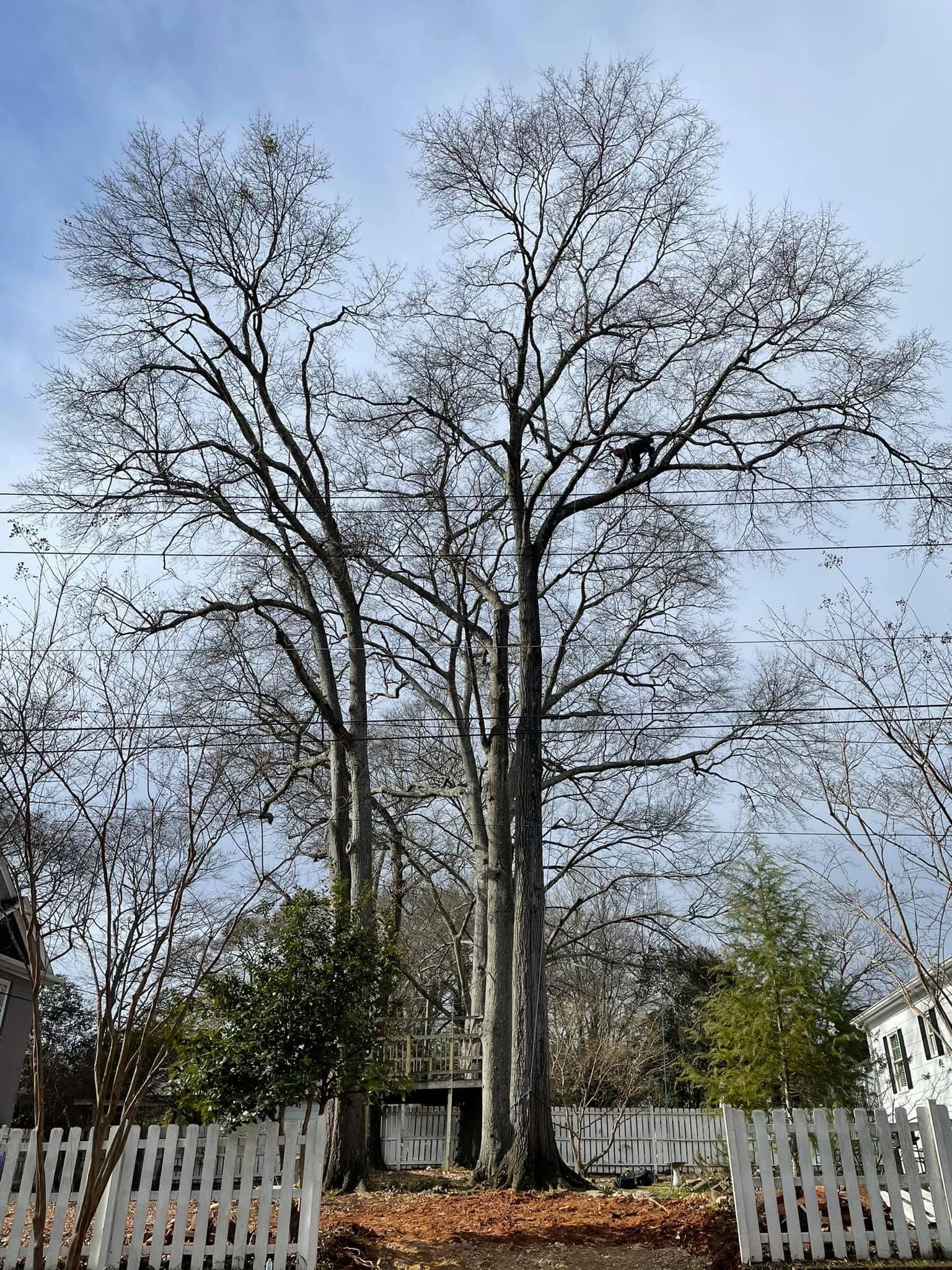 Bare trees in a backyard behind a white picket fence under a cloudy sky.