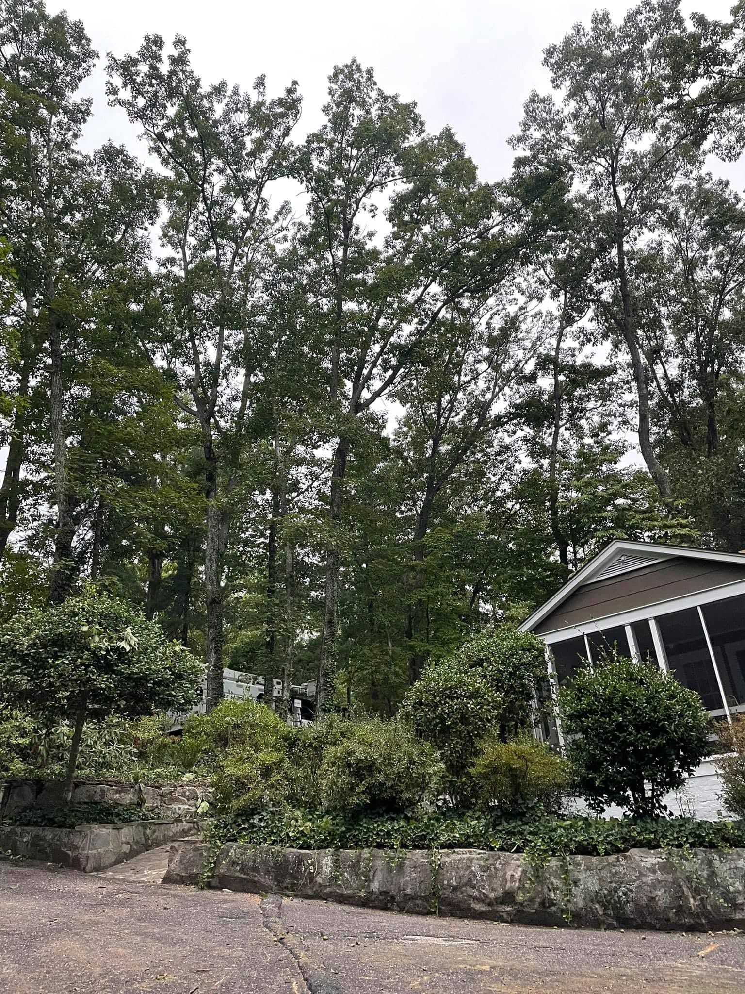Tall trees and shrubs beside a small house in a garden setting