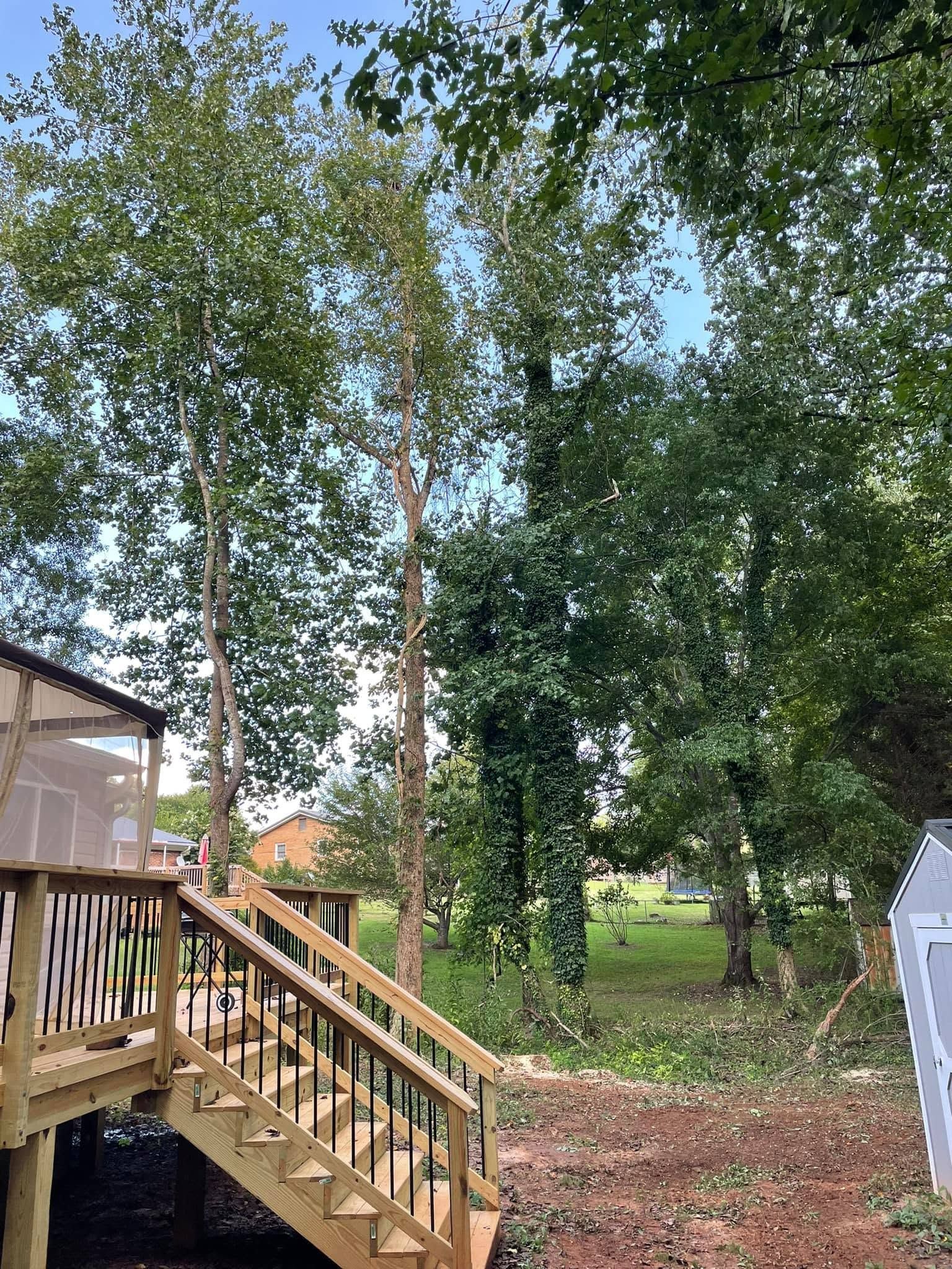 Wooden deck stairs beside a yard with tall trees and a white shed