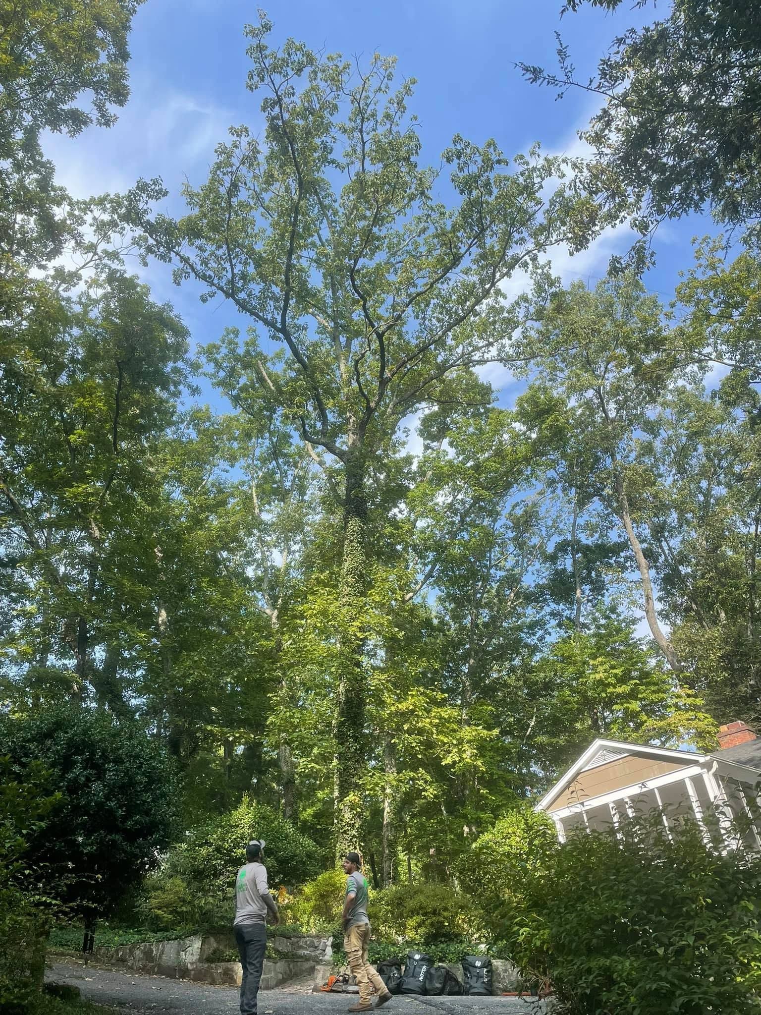 Tall leafy tree against a blue sky in a sunny yard, with a house roof and shrubs at right.