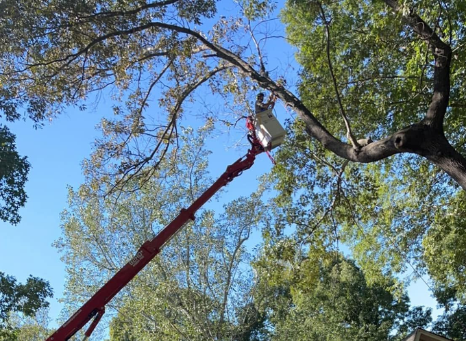 Worker in a red cherry picker trimming a tree under a blue sky.