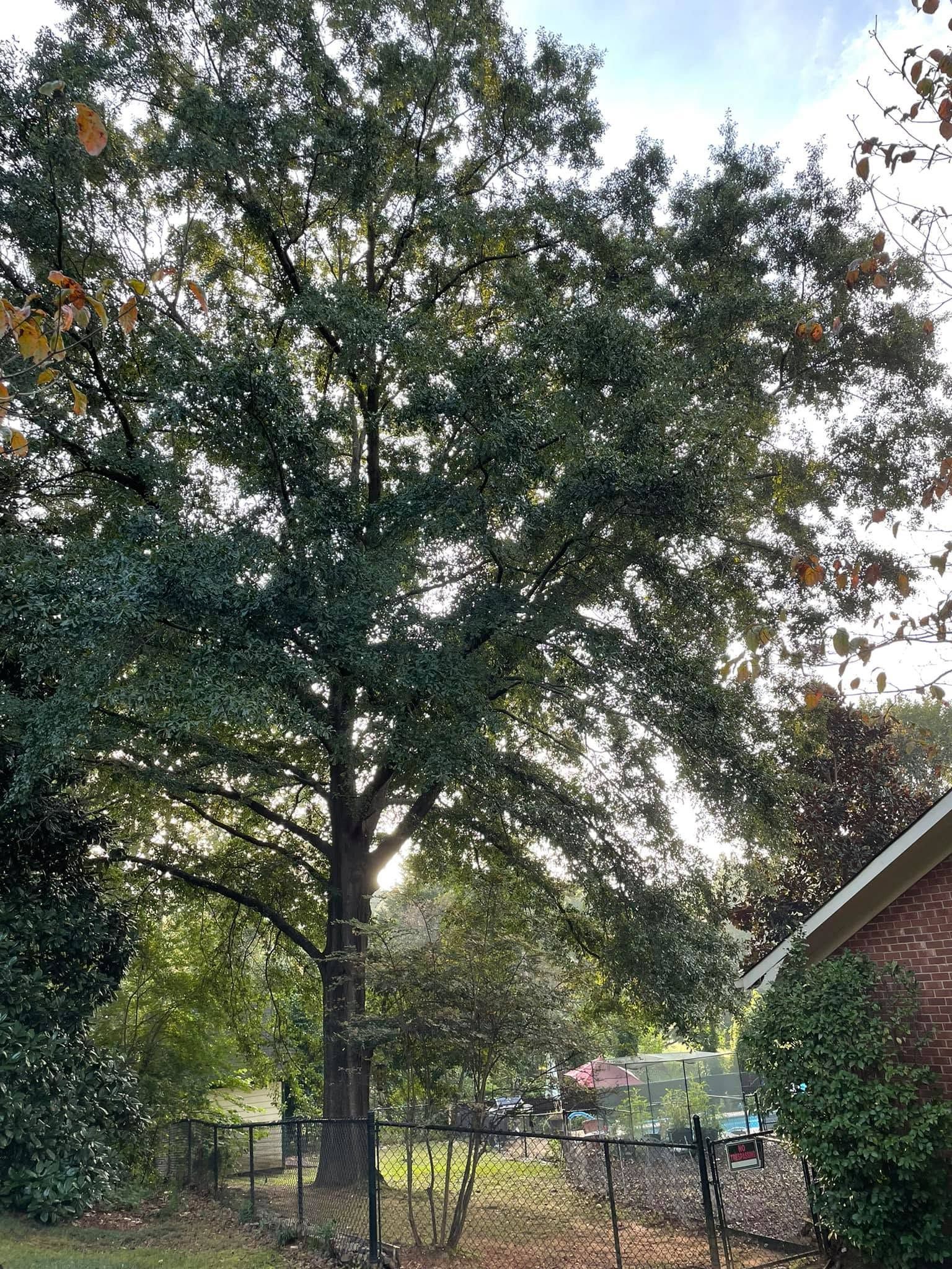Large tree in a fenced yard with sunlight filtering through the leaves near a house