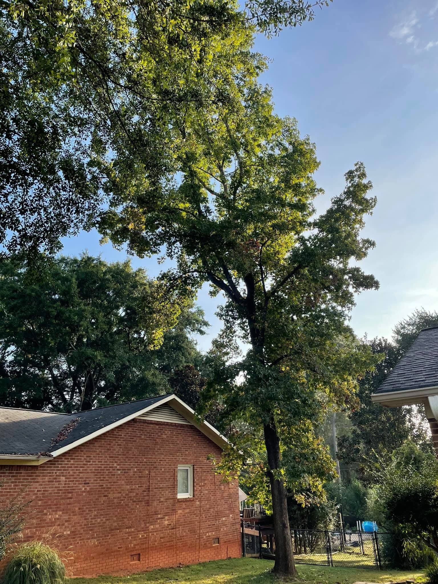 Tall tree beside a red brick house in a sunny yard with blue sky