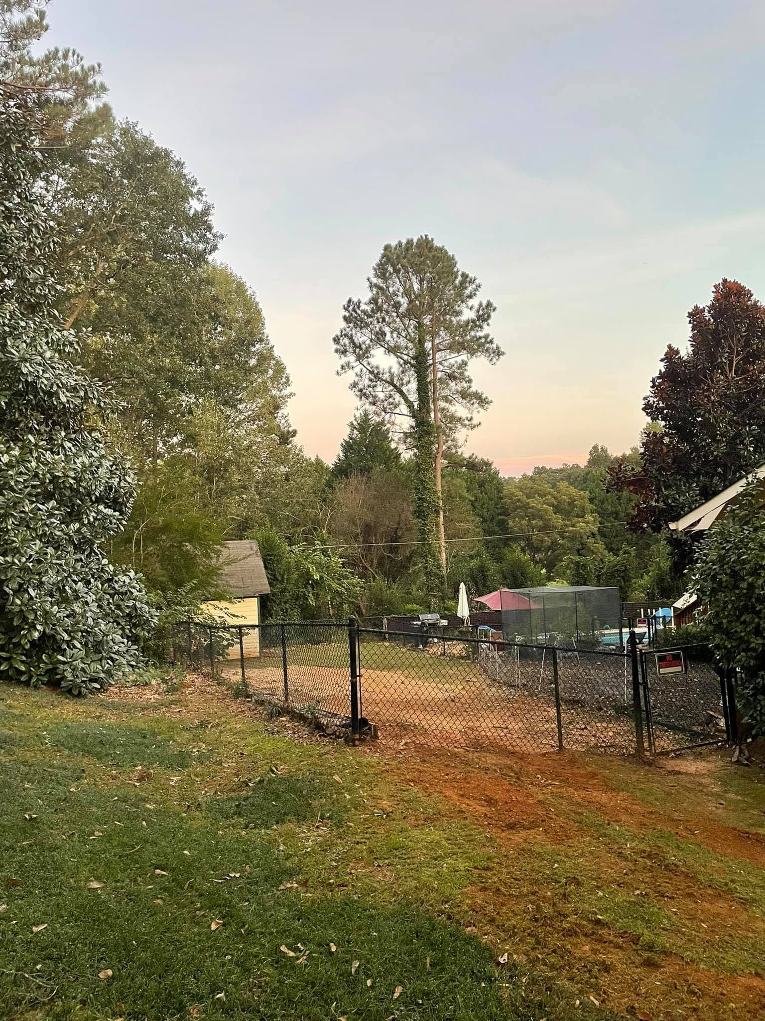 Leafy backyard with a chain-link fence, tall trees, and a dusk sky.