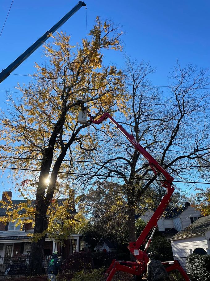 Crane trimming a tall tree with yellow leaves in a sunny yard