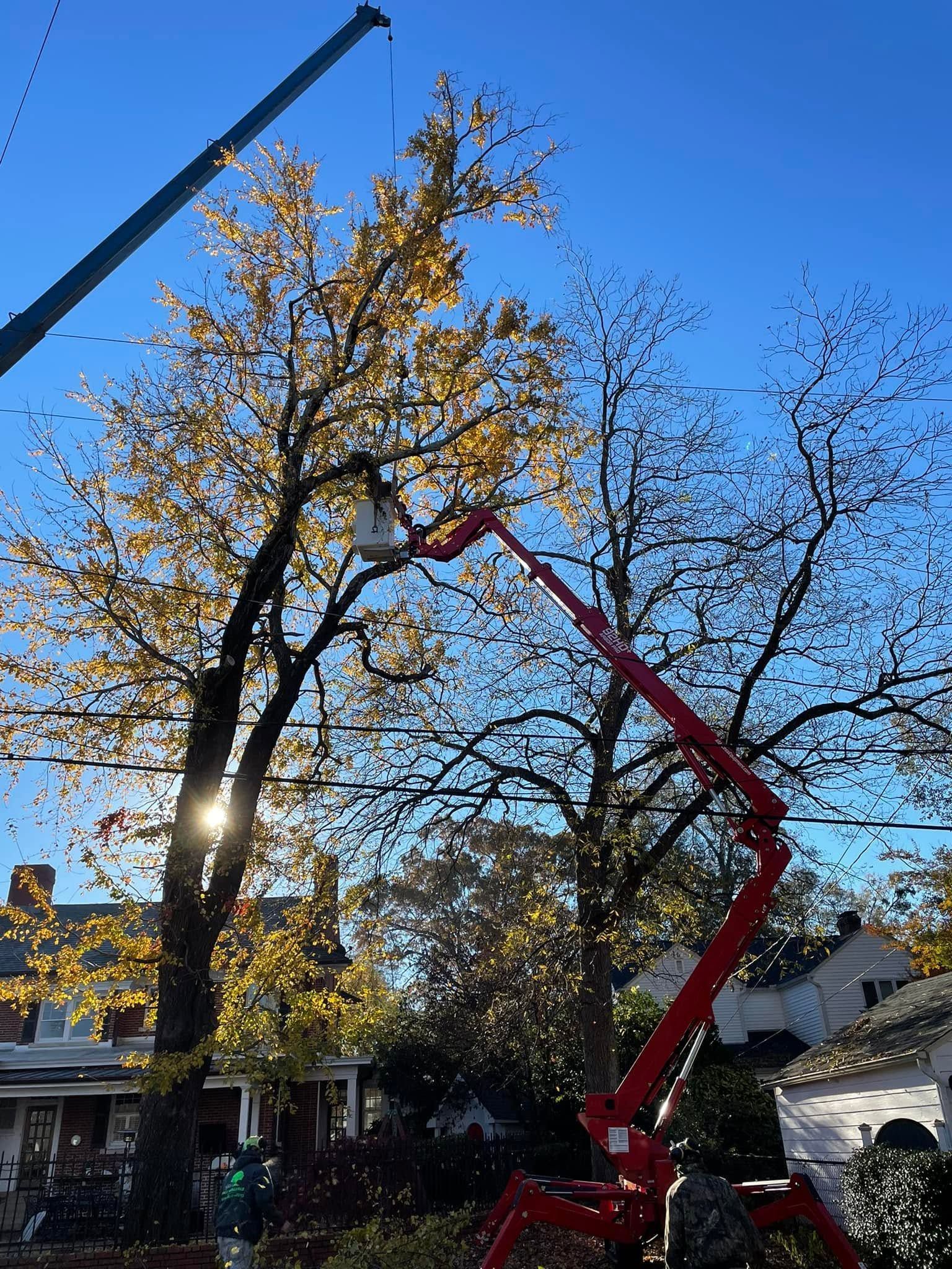 Two cherry pickers trimming tall autumn trees in a sunny residential yard
