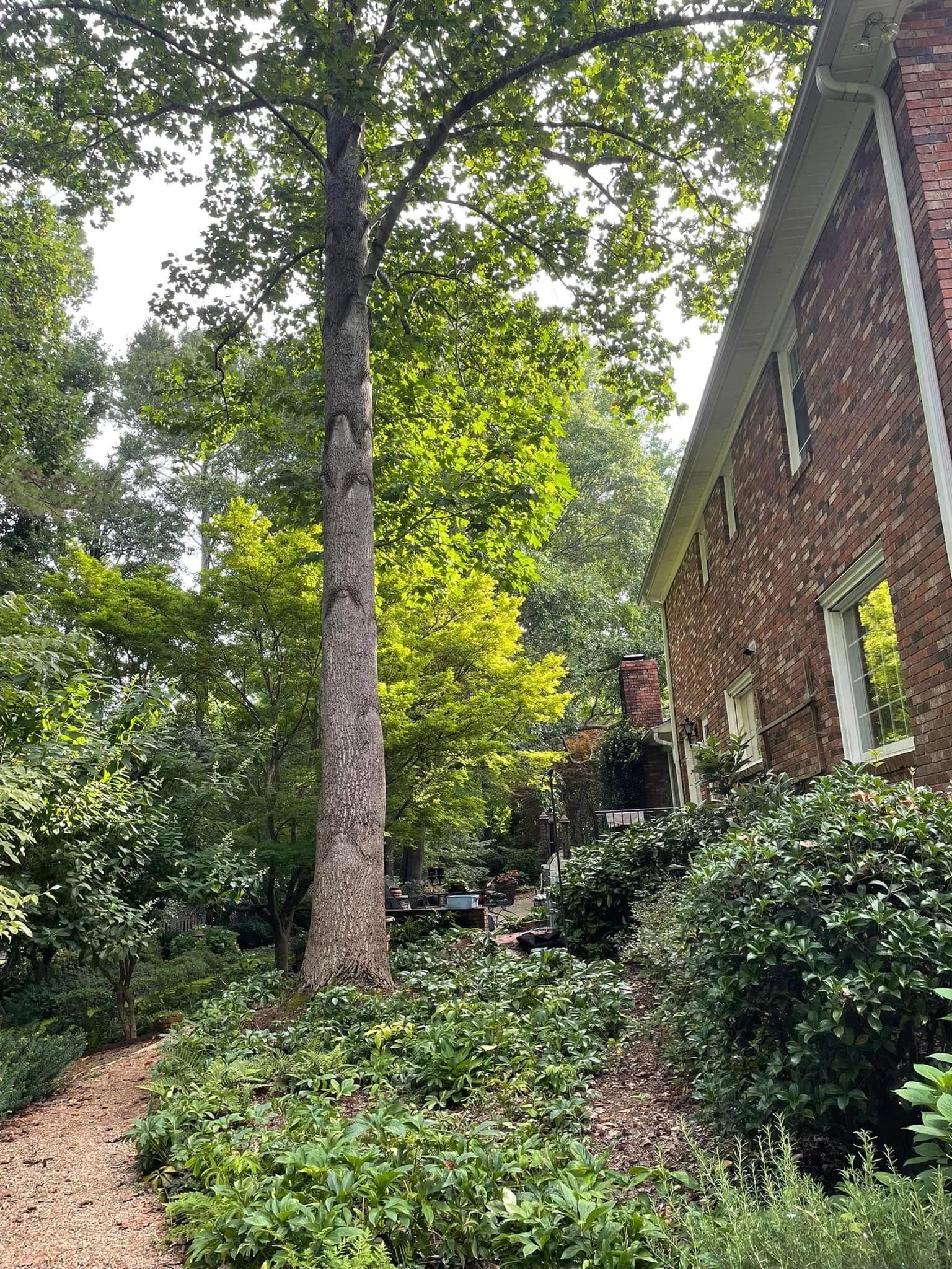 Brick house beside a leafy wooded slope with a tall tree and dense green shrubs