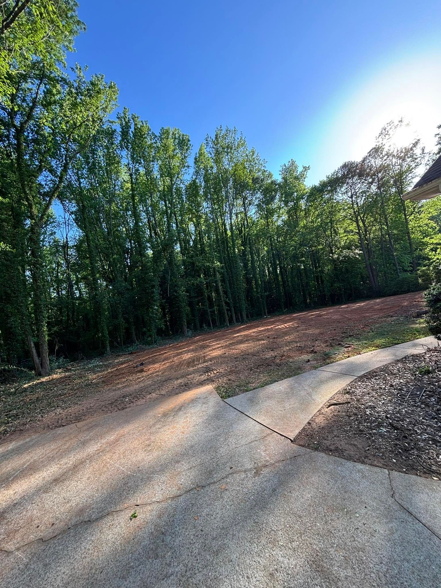 Sunlit paved path curving through a wooded area with tall green trees and a bright sky