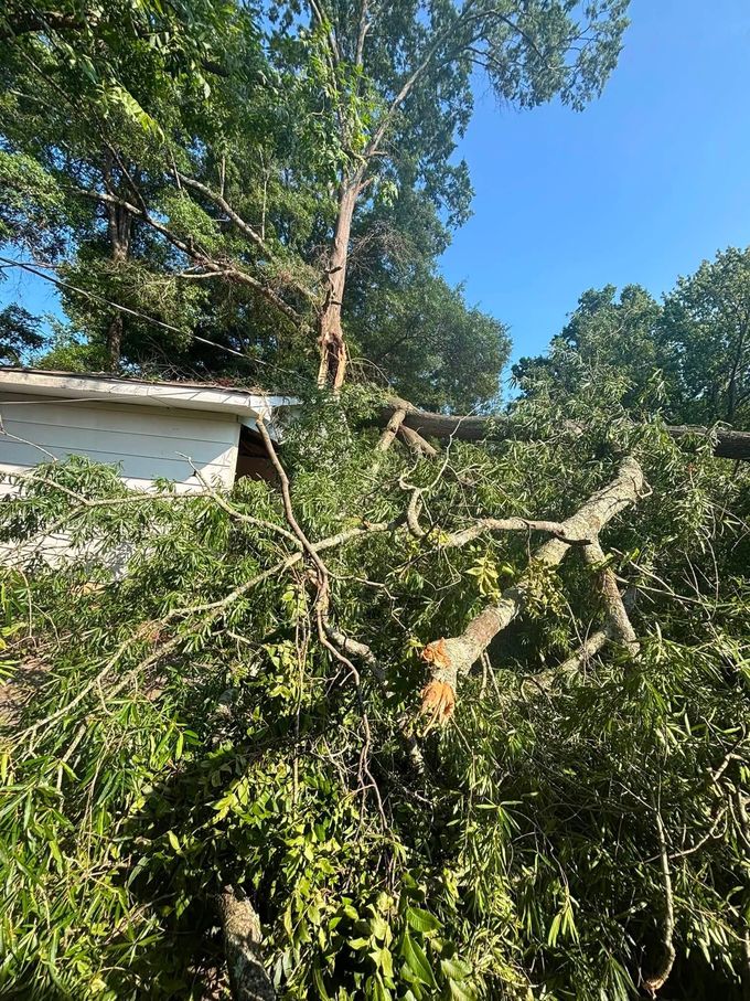 Large fallen tree branches tangled over a yard beside a white house under a clear blue sky