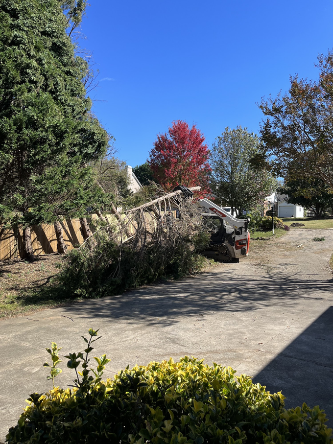 Fallen tree blocking a dirt driveway with a red-leaved tree and blue sky in the background