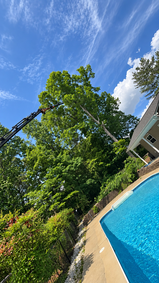 Tilted view of a backyard pool, tall green tree, blue sky, and house roofline