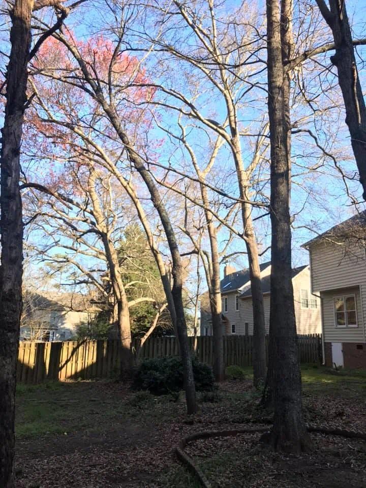 Backyard with tall leafless trees, a few pink blossoms, and houses in the background under a blue sky