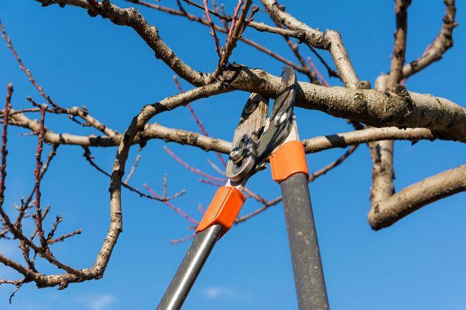 Worker in a neon jacket climbing a large tree in a leafless wooded area, with a rope on the trunk