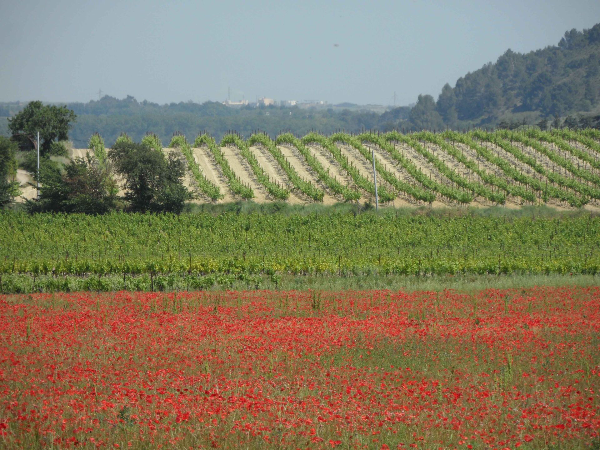 vineyards south france