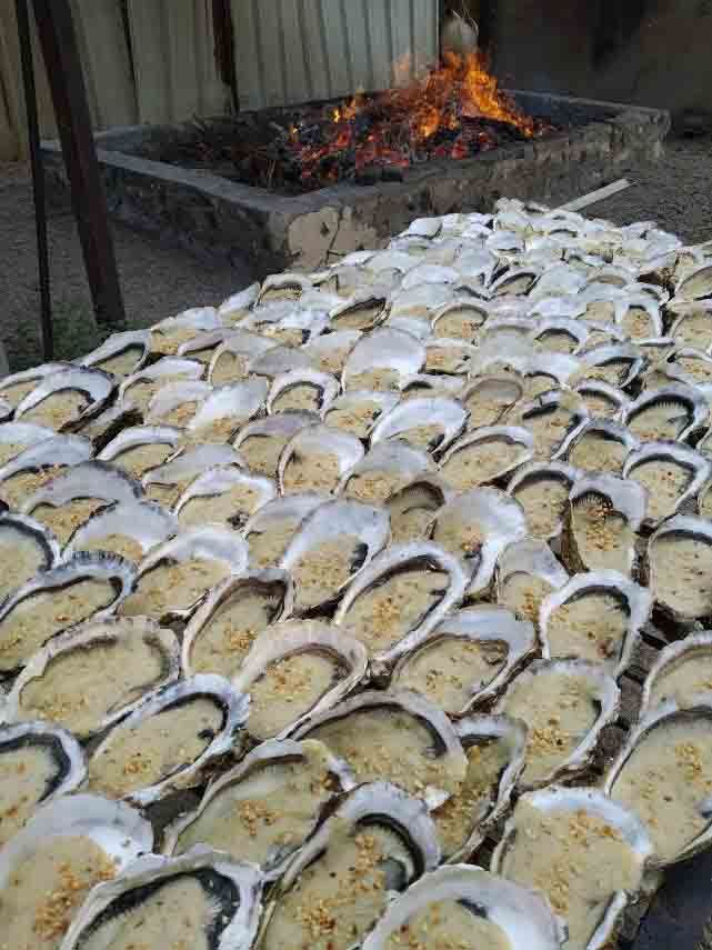 oysters farm in south France