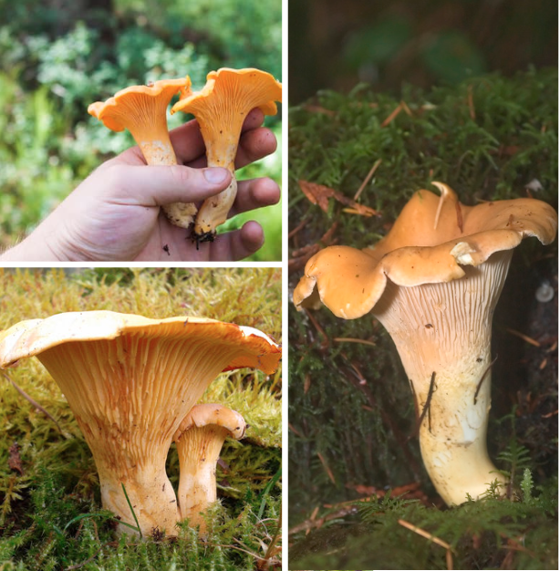 Edible Mushrooms in Iowa Complete Forager's Guide