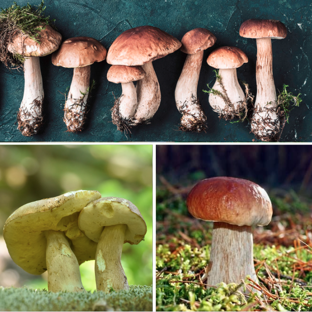 Edible Mushrooms in Colorado Forager's Guide