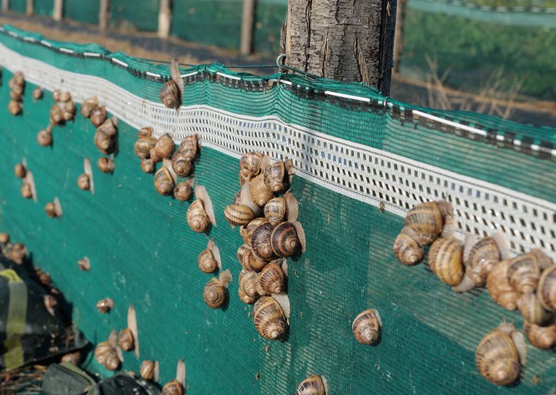 Gros escargots prêts à être ramassés