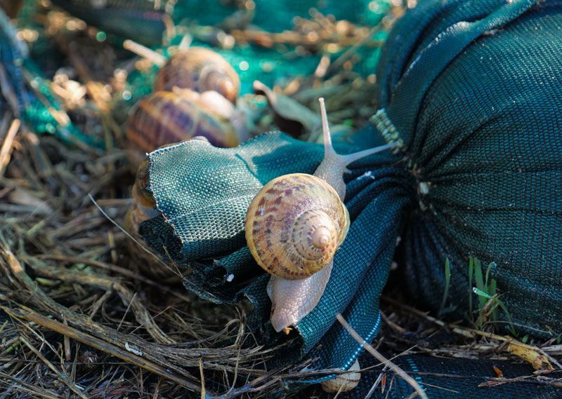 Escargots à maturité prêt à être ramassés