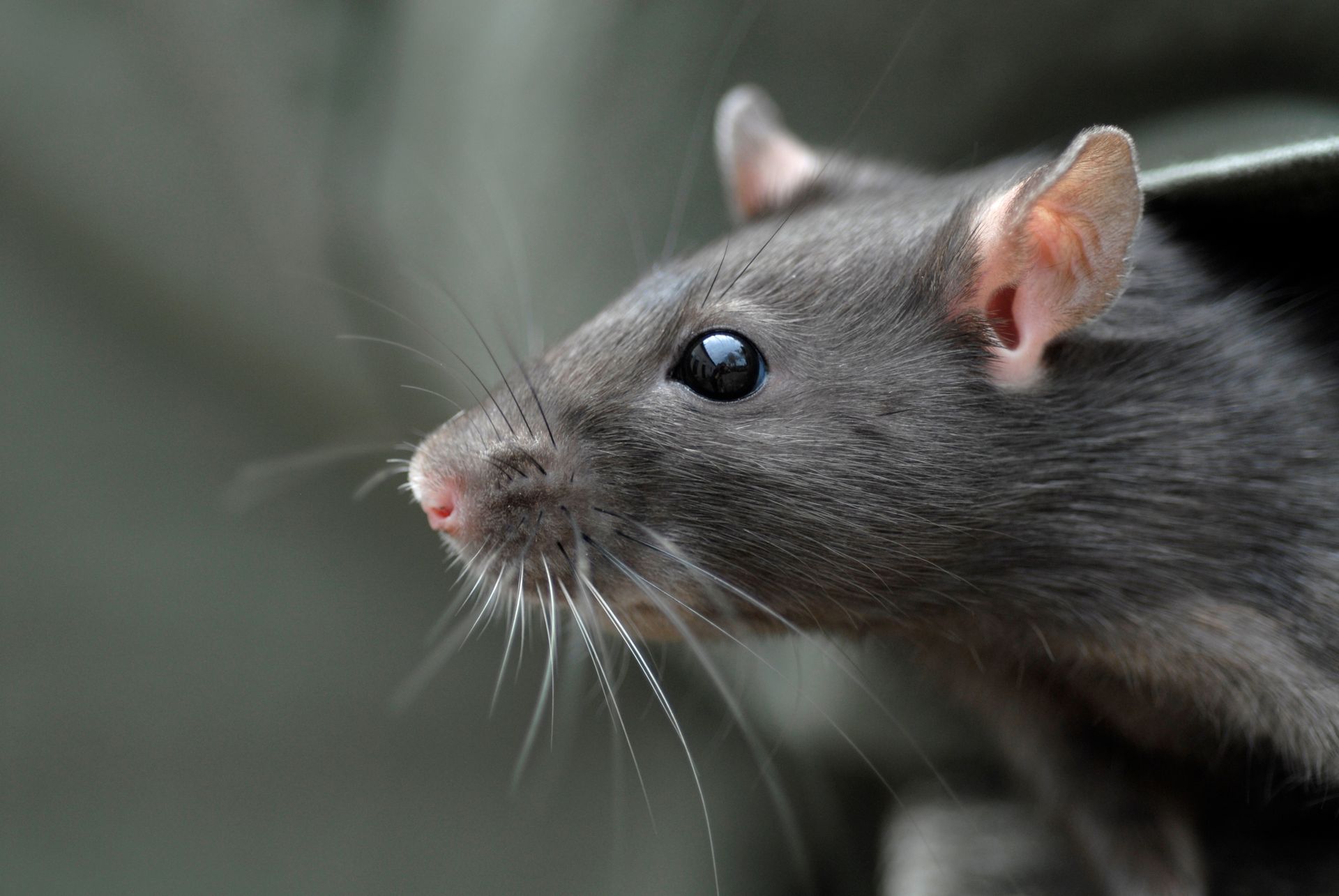 Close-up of a gray rat with a pink nose against a blurred gray background