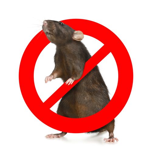 No rats allowed sign with a brown rat inside a red prohibition circle and slash
