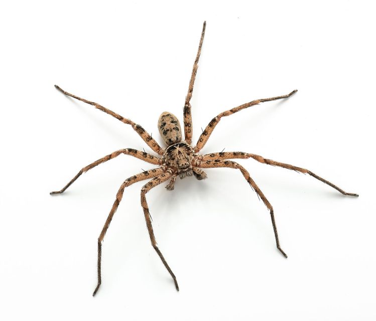 Brown spider with long legs on a white background