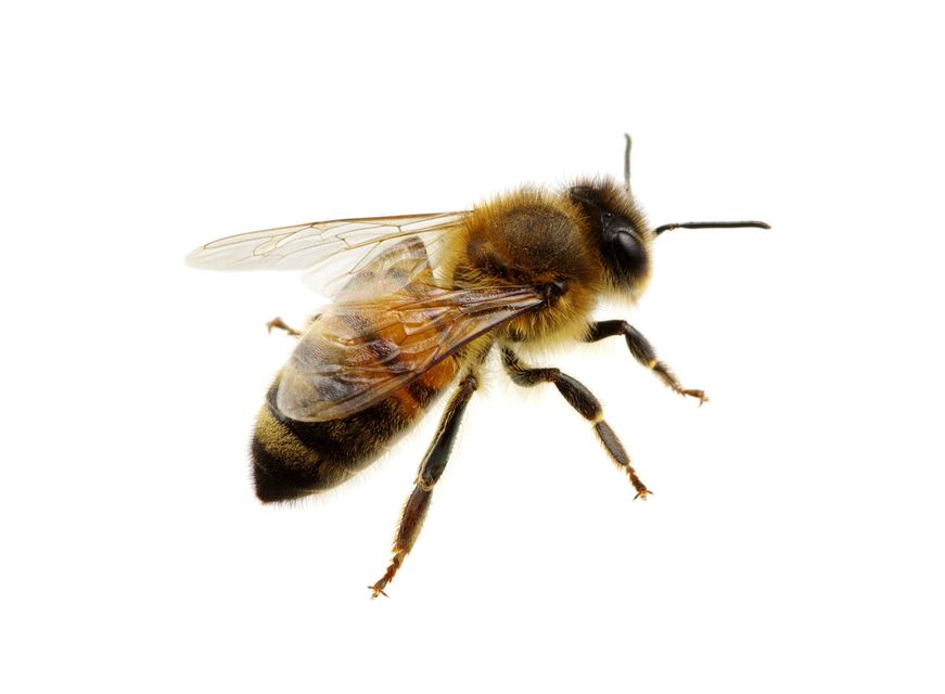Honeybee in side view with translucent wings and striped body on a white background