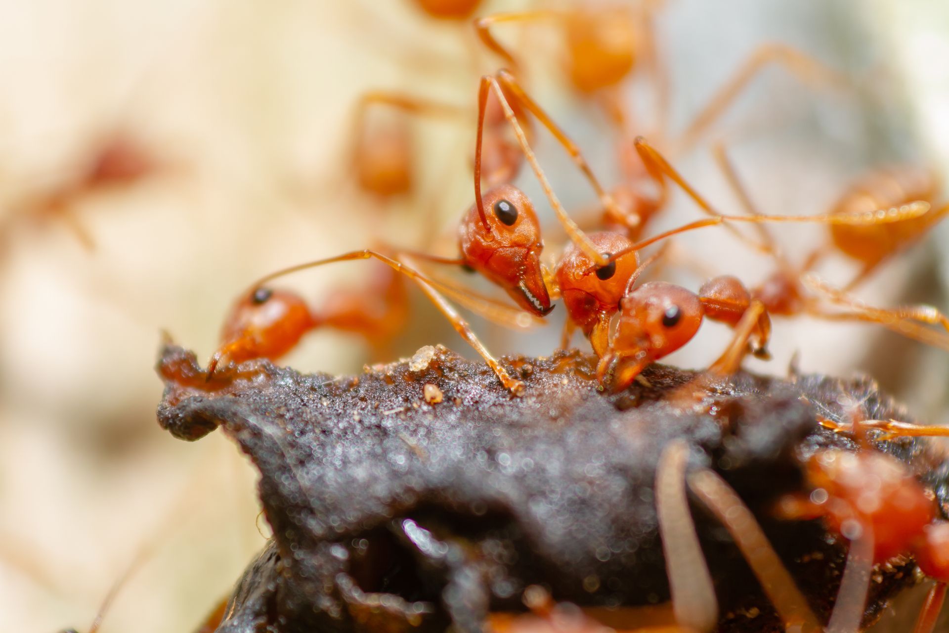 Orange ants crawling over dark bark, close-up macro shot