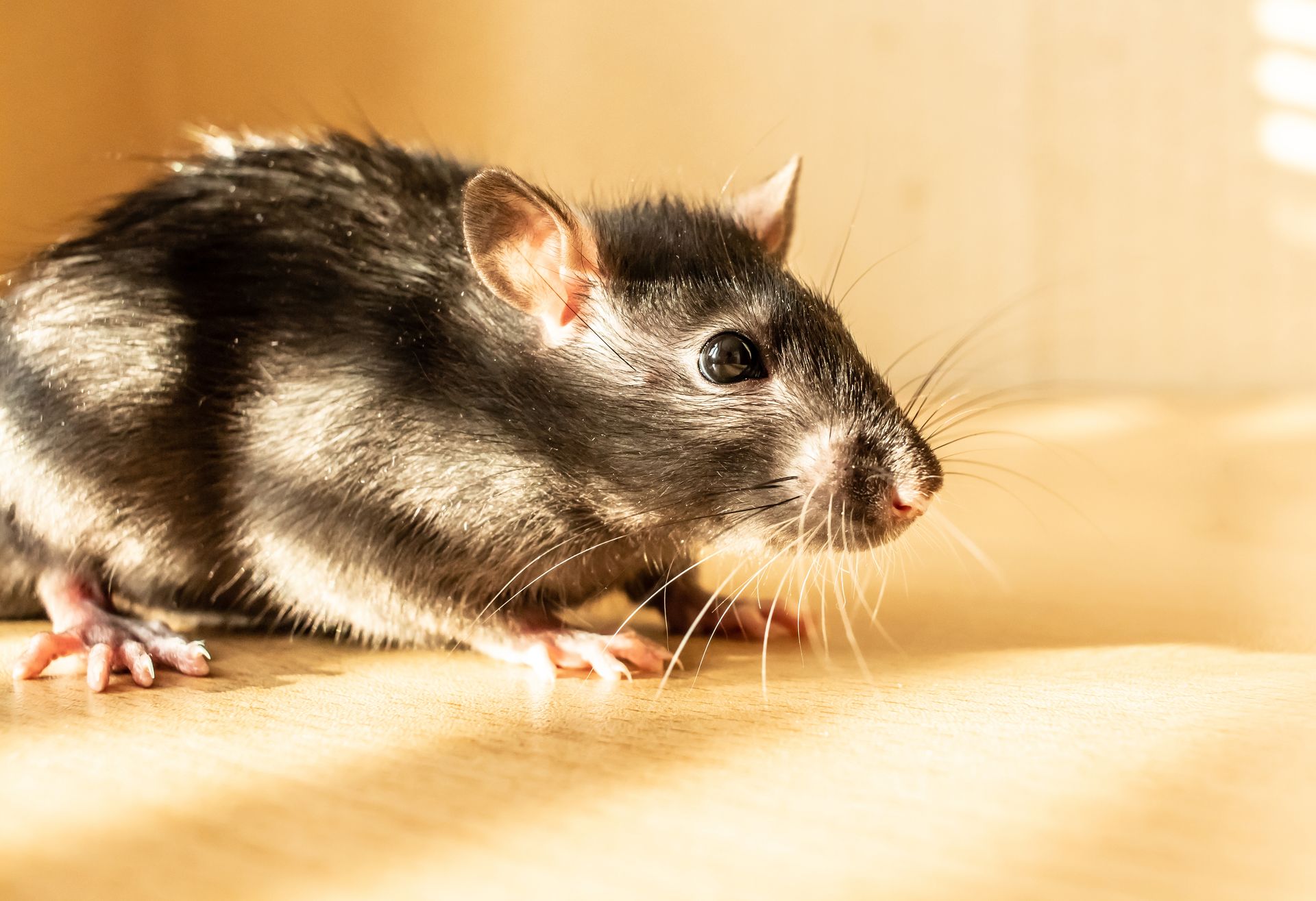 Black-and-white mouse on a wooden surface, lit by warm sunlight, facing right