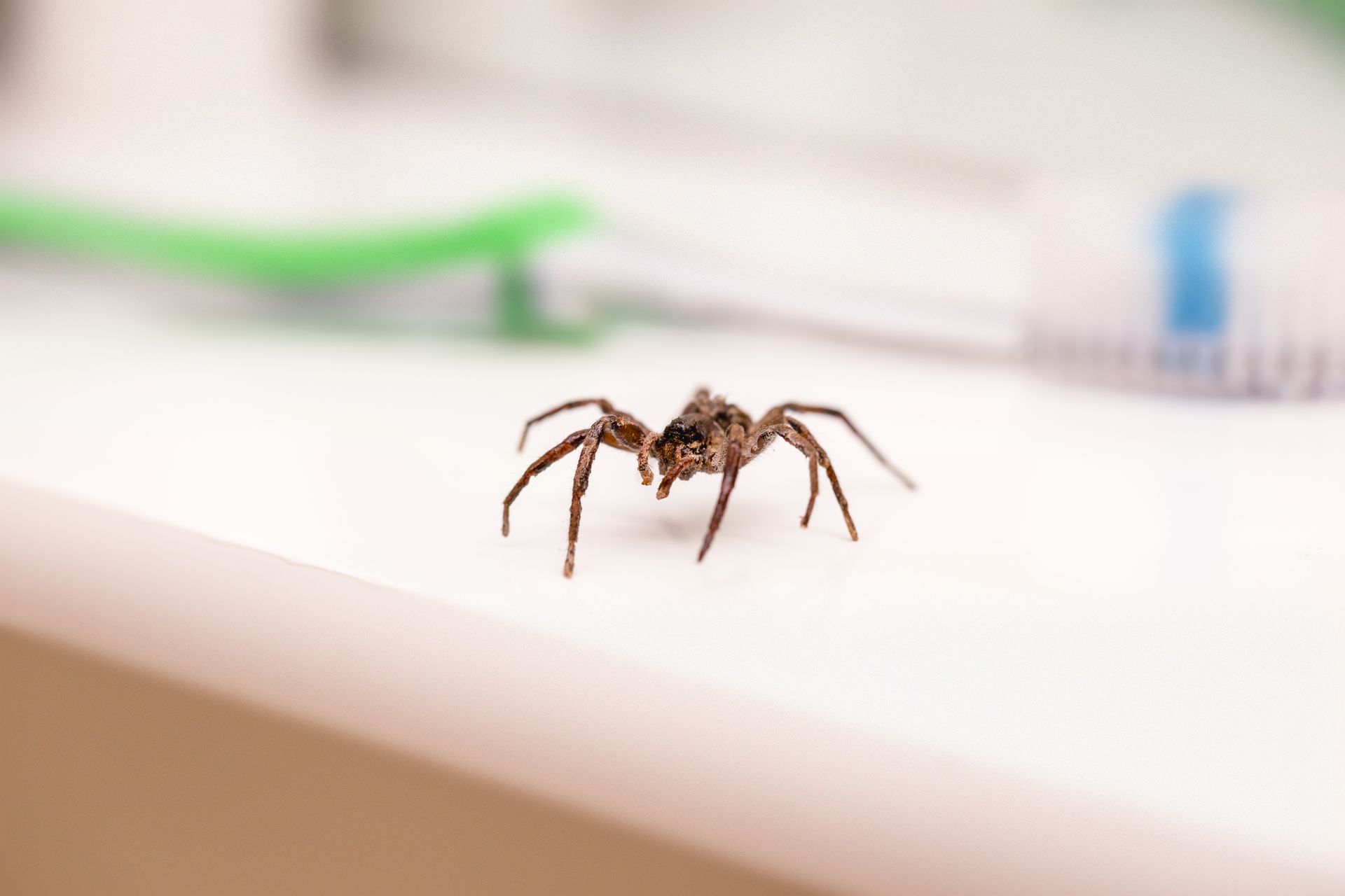 Small brown spider on a white surface, with a blurred green object in the background.