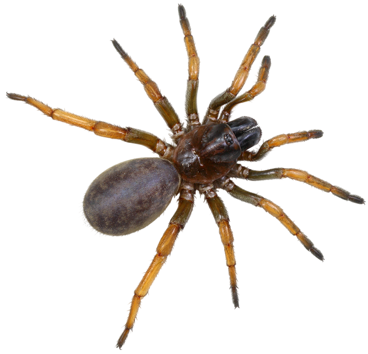 Brown spider with long orange legs on a white background